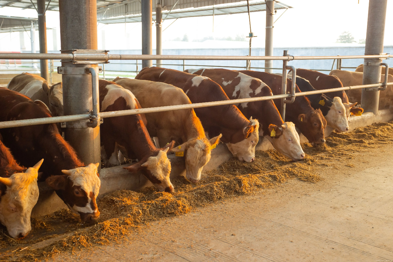 图片1.png 图片1.png